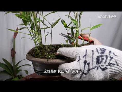 種竹子盆栽|竹子盆栽照顧祕訣，讓你的植物蓬勃生長！ 